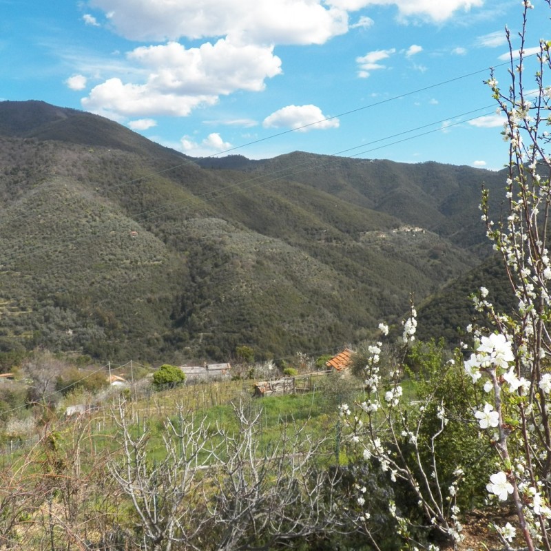 vista